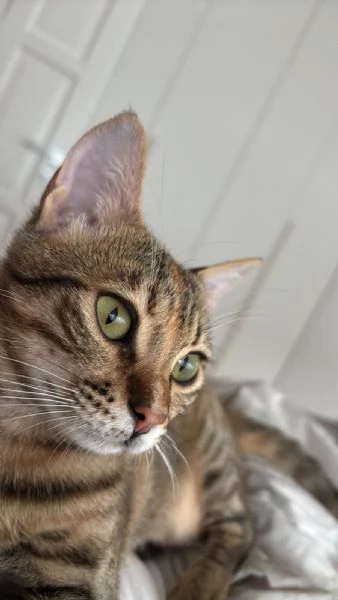 GATTINA DOLCISSIMA | Foto 0