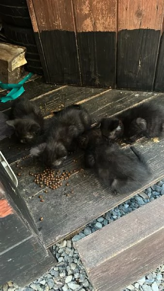 GATTINI NERI | Foto 2