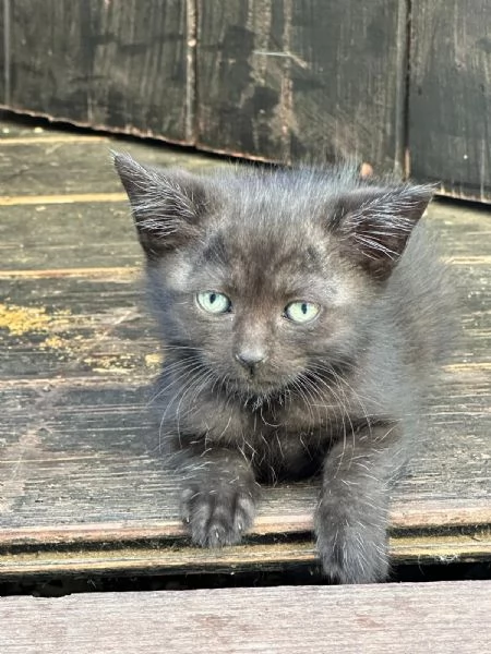 GATTINI NERI | Foto 0