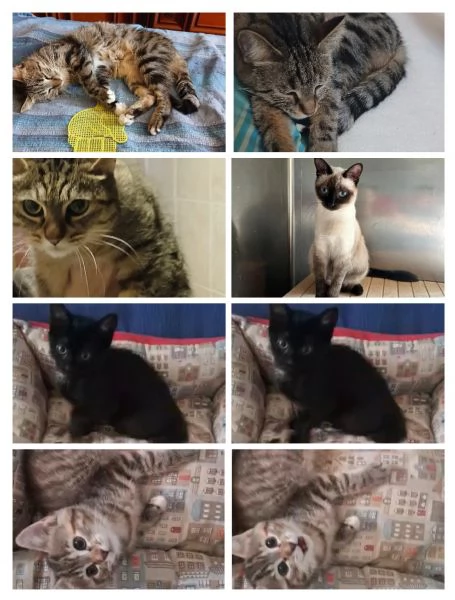 GATTINI E GATTI MERAVIGLIOSI