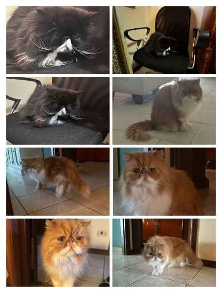 GATTINI E GATTI MERAVIGLIOSI | Foto 1
