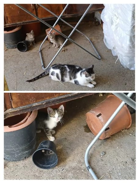 GATTINI E GATTI MERAVIGLIOSI | Foto 0