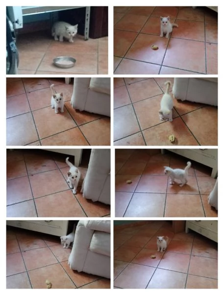 GATTINI ADOLRABILI | Foto 1