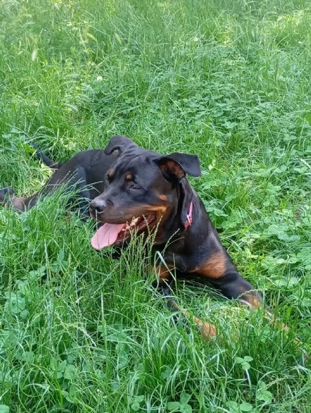 CAGNOLINE