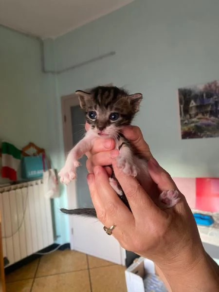 GATITNO DOLCISSIMO