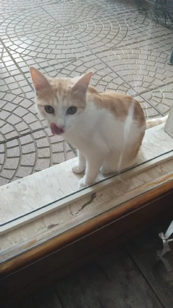 GATTINI E GATTI ADULTI