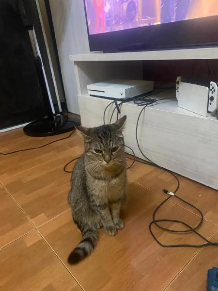 GATTINI E GATTI ADULTI | Foto 1