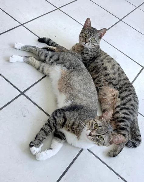GATTINI E GATTI ADULTI | Foto 0