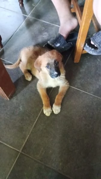 CUCCIOLI