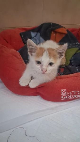GATTINI MERAVIGLIOSI  | Foto 5