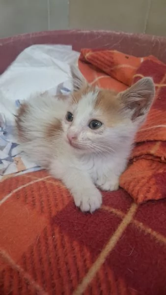 GATTINI MERAVIGLIOSI  | Foto 3