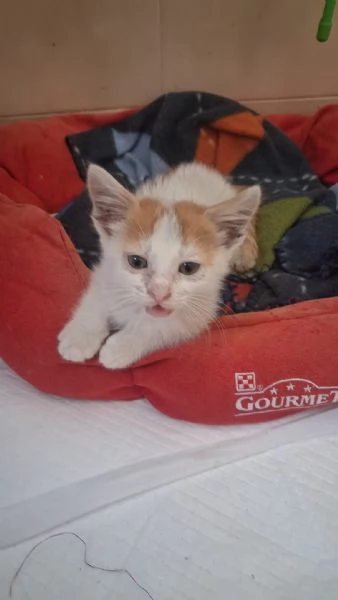 GATTINI MERAVIGLIOSI  | Foto 2