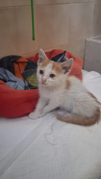 GATTINI MERAVIGLIOSI  | Foto 1