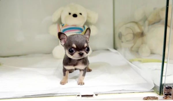 adorabili cuccioli di chihuahua maschi e femmine in cerca di una nuova casa di 90 giorni