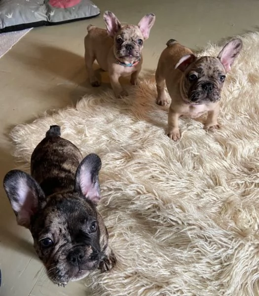 splendidi cuccioli bouledogue francese tigrato