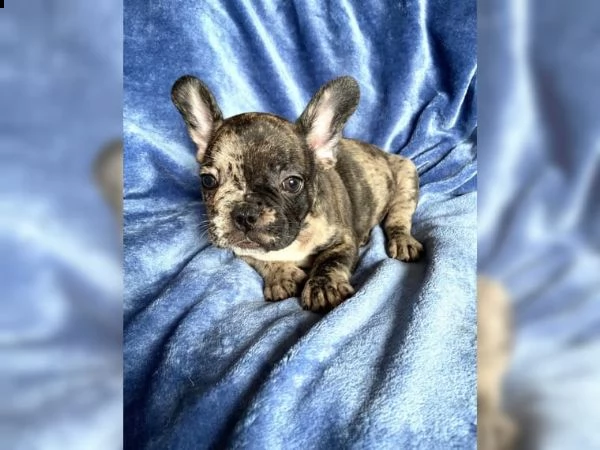 splendidi cuccioli bouledogue francese tigrato | Foto 0