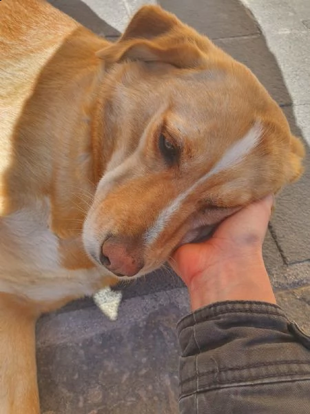 shila sogna una casa per lei ❤️ | Foto 2