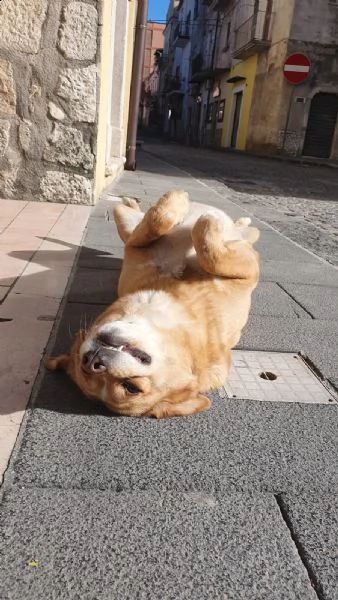 shila sogna una casa per lei ❤️
