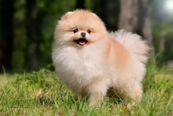 pomerania lulu espectaculares nicos