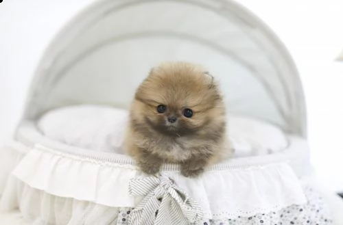 cucciolo pomeranian maschio e femmina per regalo | Foto 0