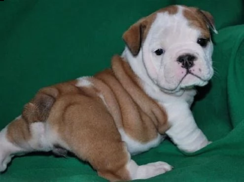 Regalo Bulldog Da Volontario A Reggio Emilia Adorabili Cuccioli Di Bulldog Inglese Femminucce E Maschietti Disponibili Per L Adozione Gratuita I