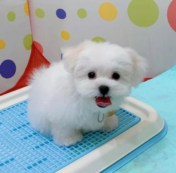 cucciolo maltese viziato per regalo
