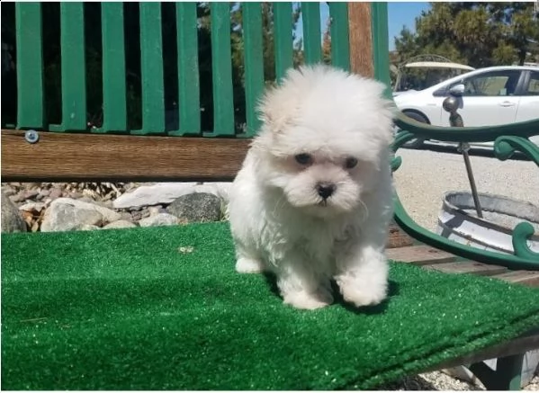 cucciolo maltese viziato per regalo | Foto 0