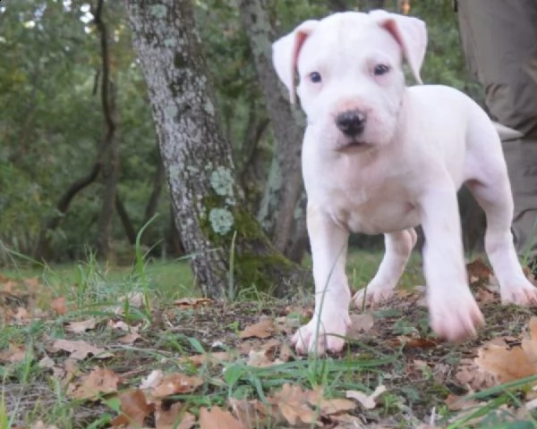 cucciolo di dogo argentino maschio e femmina