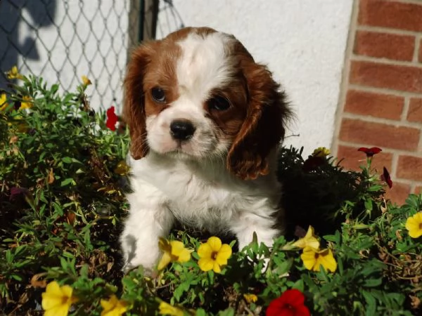 cavalier king tricolore con pedigree di 60 giorni