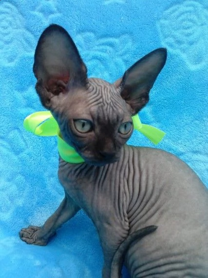 adozione canadian sphynx di razza pura | Foto 1