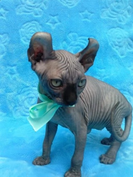 adozione canadian sphynx di razza pura