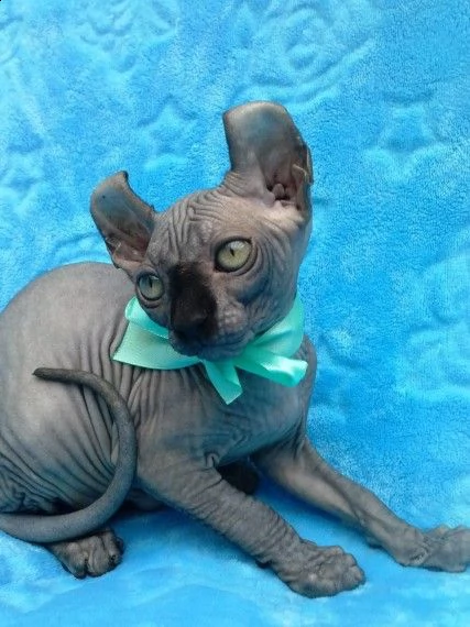 adozione canadian sphynx di razza pura | Foto 0