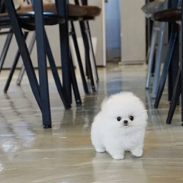 cucciolo di pomerania di razza per regalo
