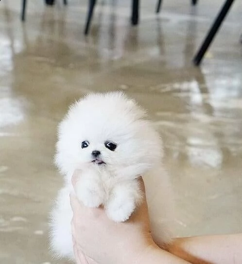 cucciolo di pomerania di razza per regalo | Foto 0