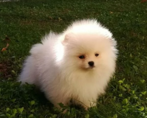 cerco cucciolo cerco cucciolo di volpino di pomerania nano