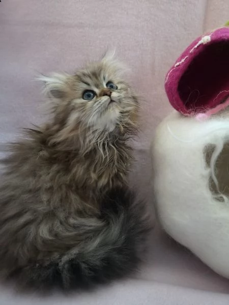 cuccioli persiani exsotic | Foto 0