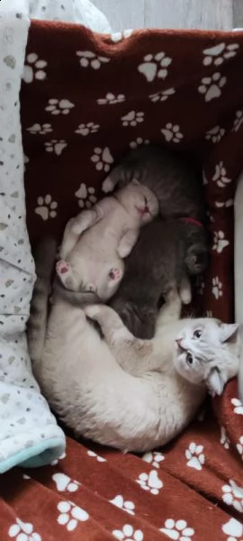 cucciolo di  scottish fold cerca una famiglia amorevole  | Foto 4