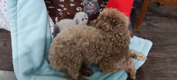 cucciolo di  scottish fold cerca una famiglia amorevole  | Foto 3