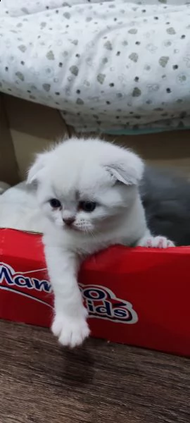 cucciolo di  scottish fold cerca una famiglia amorevole  | Foto 2