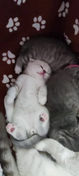 cucciolo di  scottish fold cerca una famiglia amorevole  | Foto 1