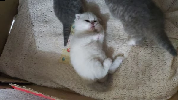 cucciolo di  scottish fold cerca una famiglia amorevole  | Foto 0