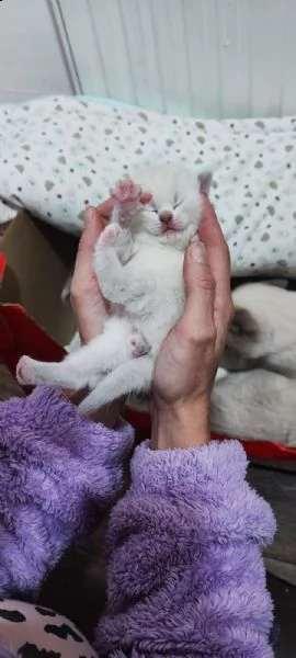cucciolo di  scottish fold cerca una famiglia amorevole 