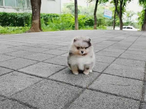 cucciolo pomeranian di razza disponibile per il regalo