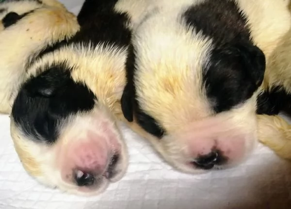 cuccioli di san bernardo  | Foto 5