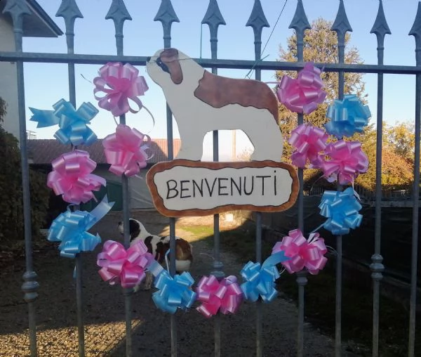 cuccioli di san bernardo  | Foto 4