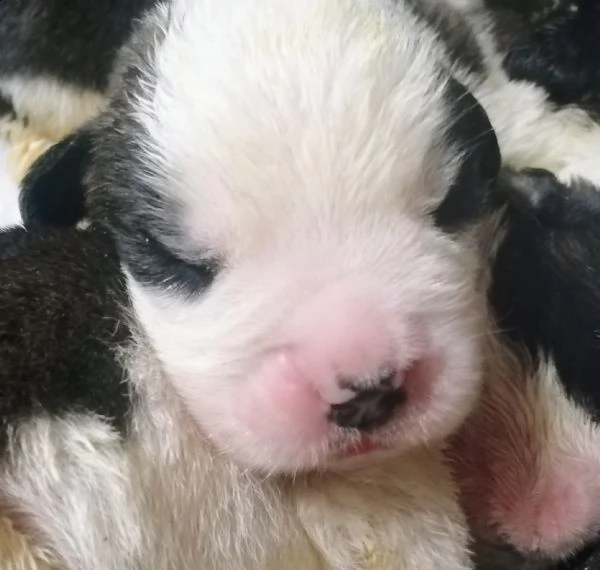 cuccioli di san bernardo  | Foto 2