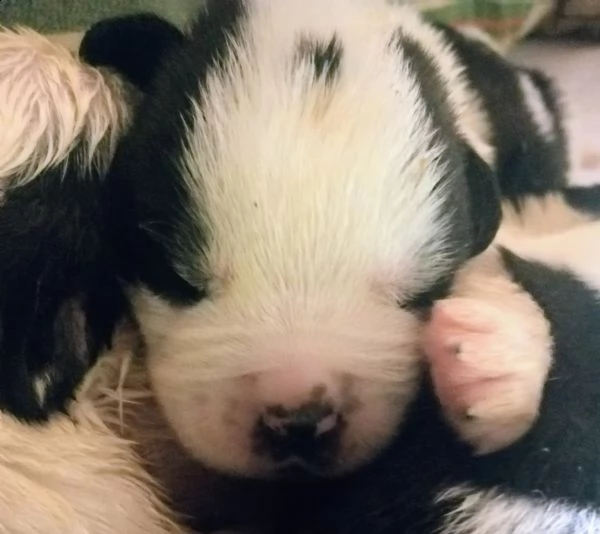cuccioli di san bernardo 