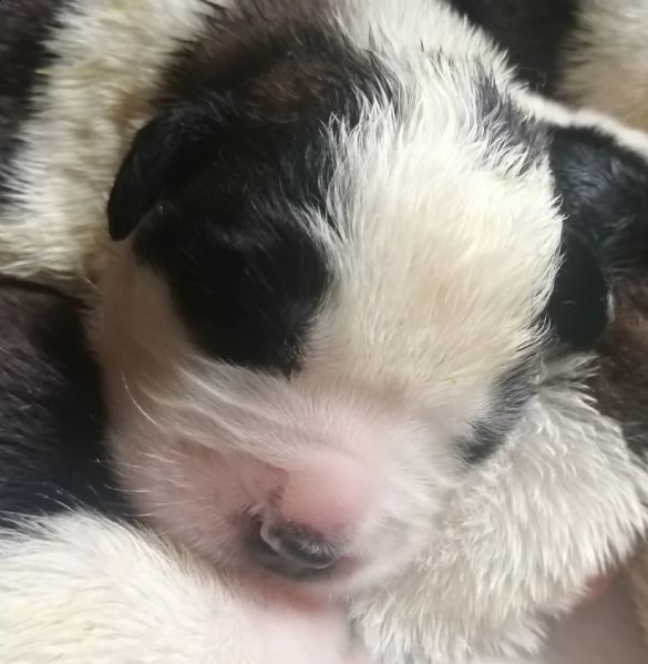 cuccioli di san bernardo  | Foto 1