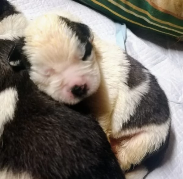 cuccioli di san bernardo  | Foto 0