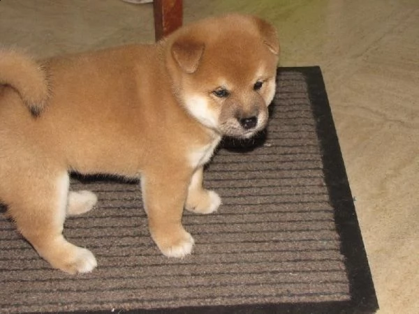 disponibili cuccioli di shiba inu di tre mesi e si cedono 